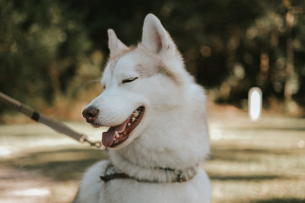 Best Dog Leash for Siberian Huskys: 2026 Guide