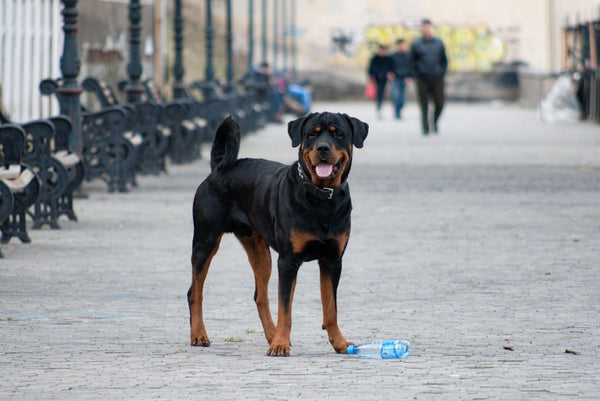 Best Dog Leash for Rottweilers: 2026 Guide