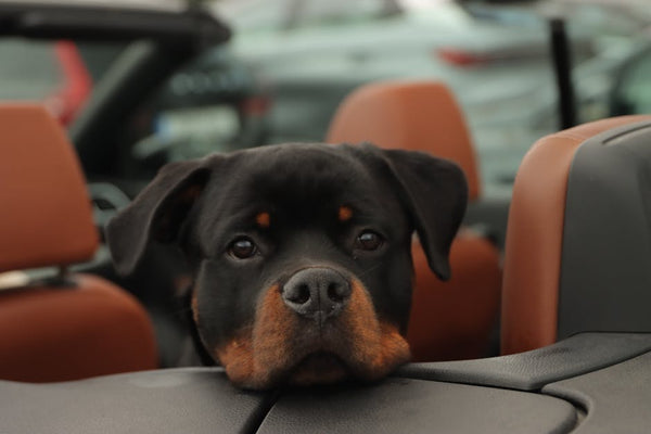 Best Dog Car Seat Cover for Rottweilers: 2026 Guide