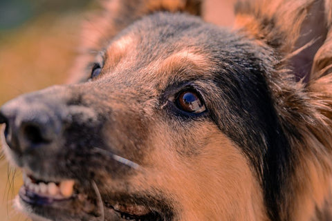 Best Dog Leash for Strong Pullers: What Actually Works