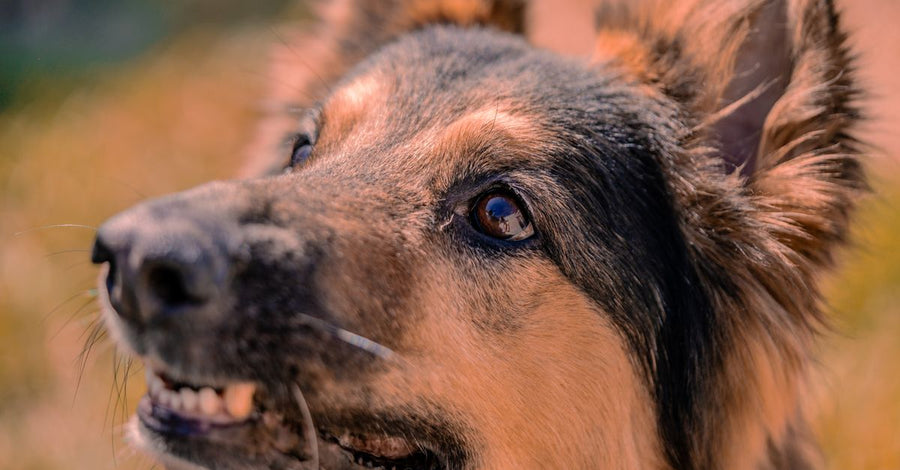 Best Dog Leash for Strong Pullers: What Actually Works