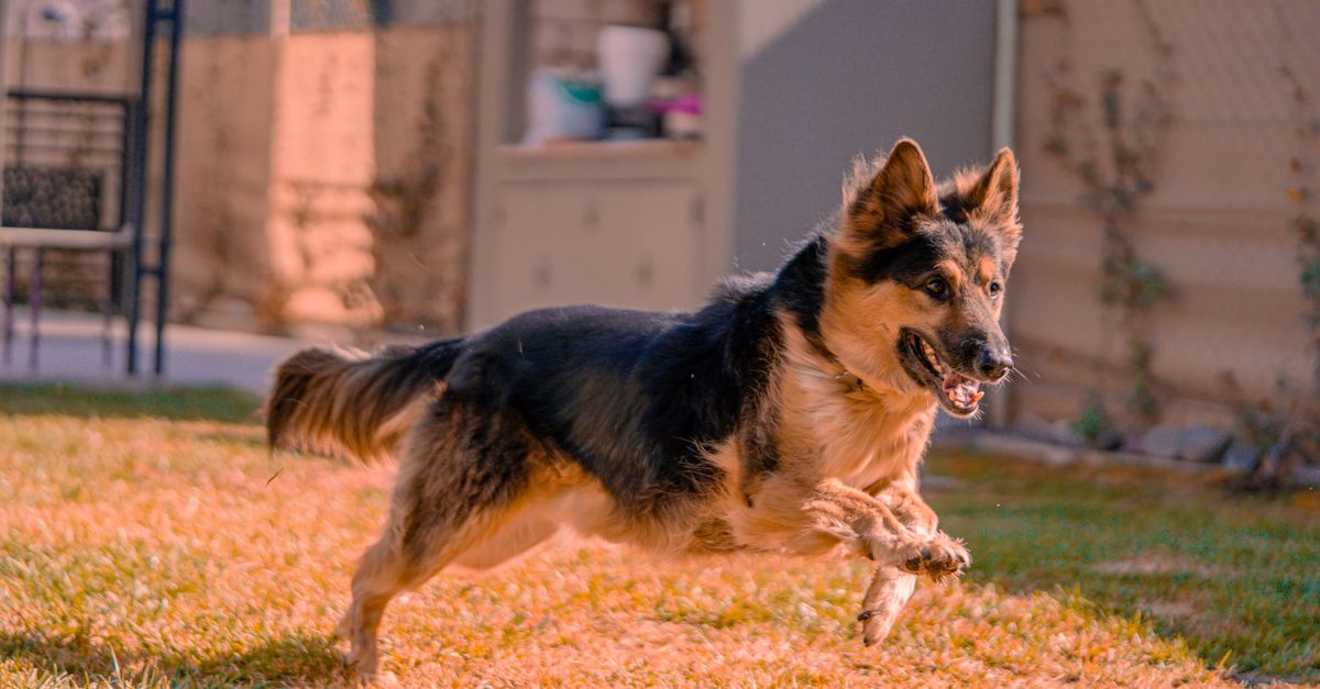 Why Your Dog Destroys Toys — & How to Finally Stop It