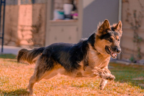 Why Your Dog Destroys Toys — & How to Finally Stop It