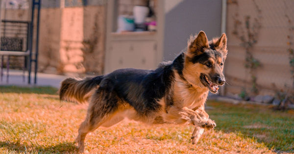 Why Your Dog Destroys Toys — & How to Finally Stop It