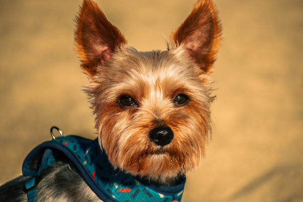 Best Dog Travel Backpack for Yorkshire Terriers: 2026 Guide