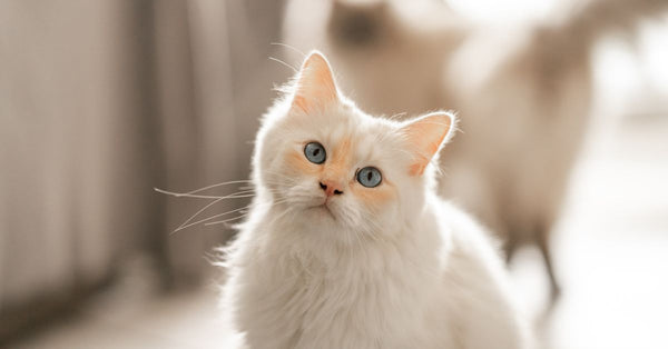 Cat Litter Odor: The Real Fixes (Not Just Sprays)