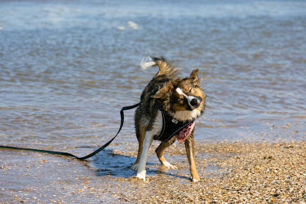 Best Dog Leash for Border Collies: 2026 Guide