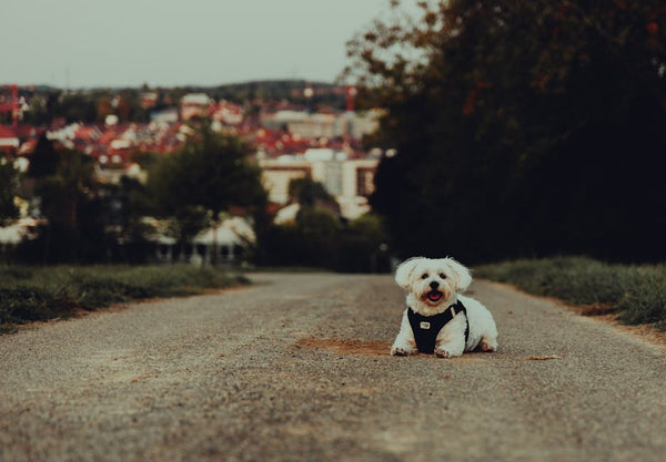 Best Dog Anxiety Vest for Malteses: 2026 Guide