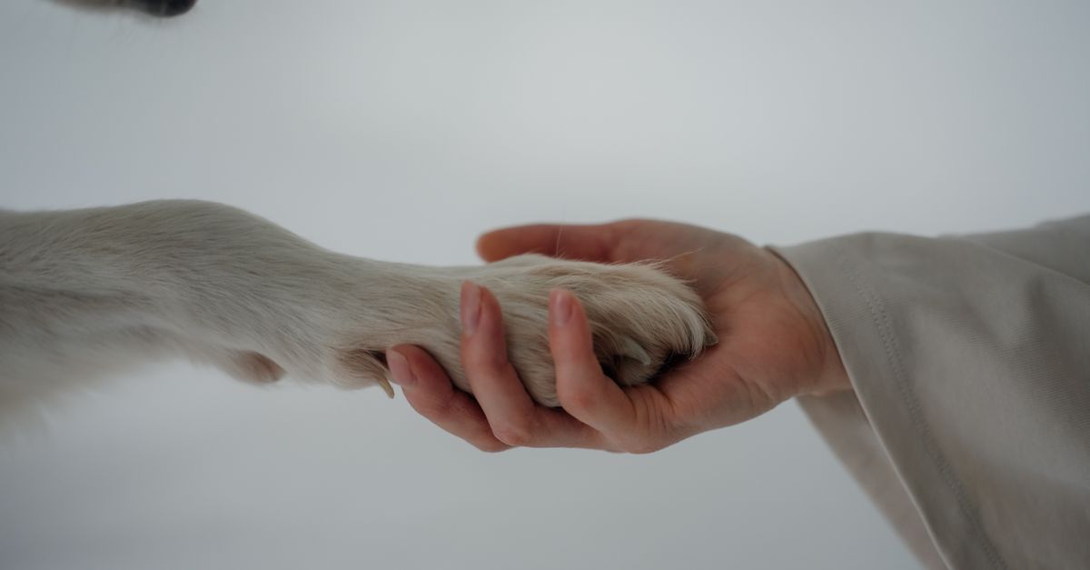 Dog Nail Trimming: What Actually Works (No More Quick Cuts!)