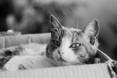 Why Your Cat Hates the Litter Box—And My Proven Fixes