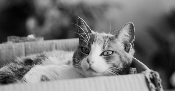 Why Your Cat Hates the Litter Box—And My Proven Fixes