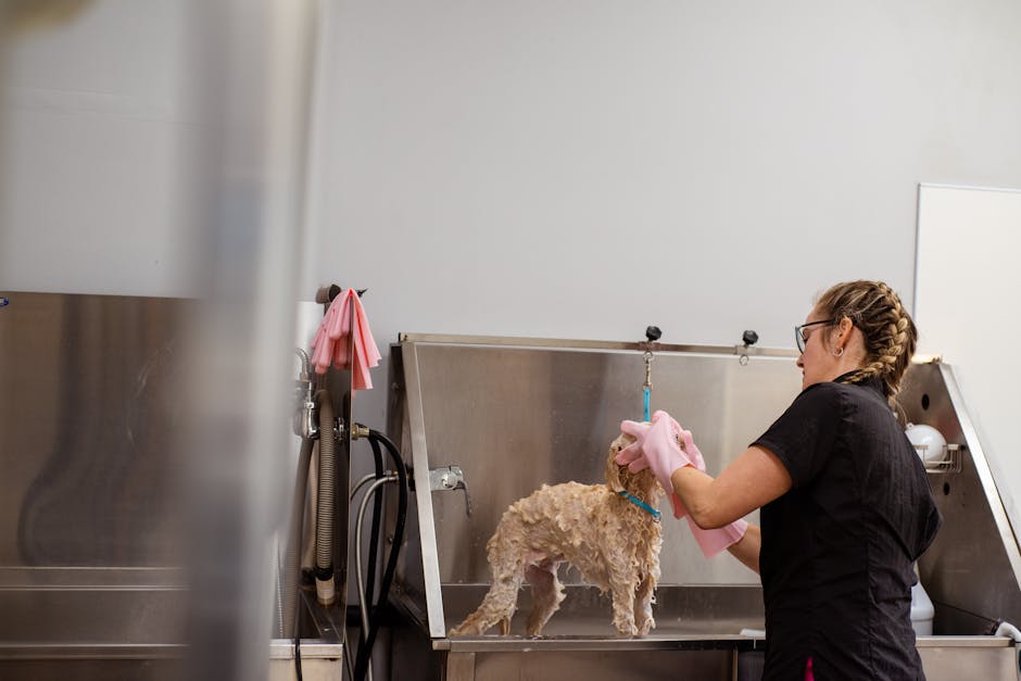 Your Dog Needs a Spring Glow-Up: Ragnor's Grooming Guide