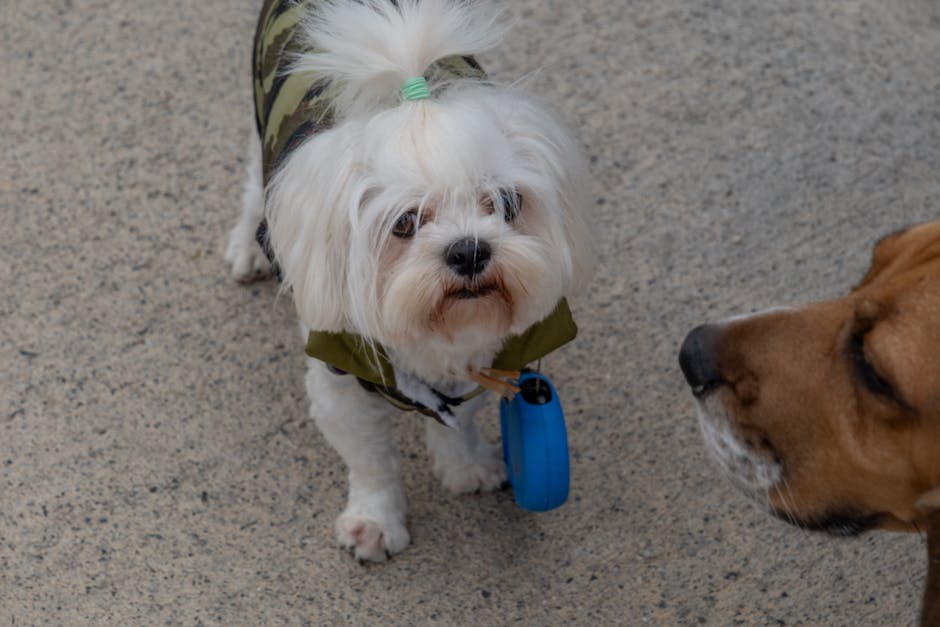 Best Portable Pet Water Bottle for Malteses: 2026 Guide