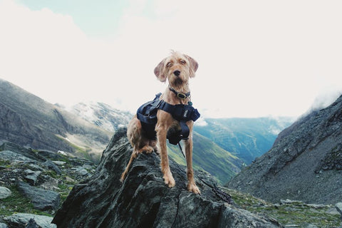 Pet Travel Gear: Everything You Need for Trips with Dogs...