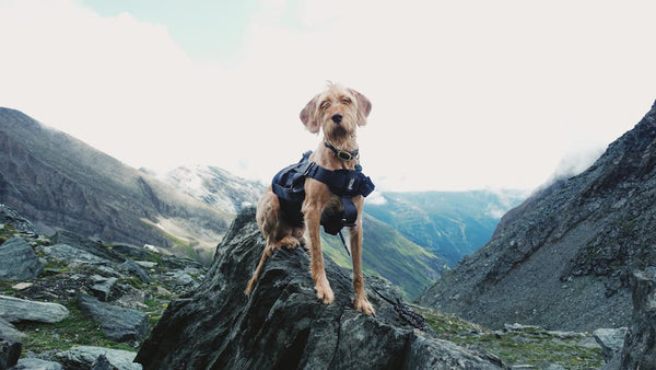 Pet Travel Gear: Everything You Need for Trips with Dogs...