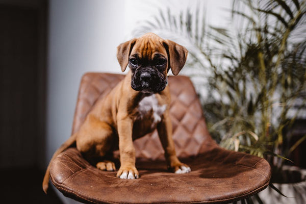 Best No-Pull Dog Harness for Boxers: 2026 Guide