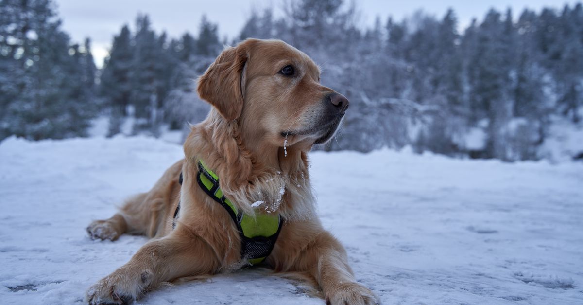 Autumn Dog Beds: Why Your Pup Still Gets Hot & How to Fix It