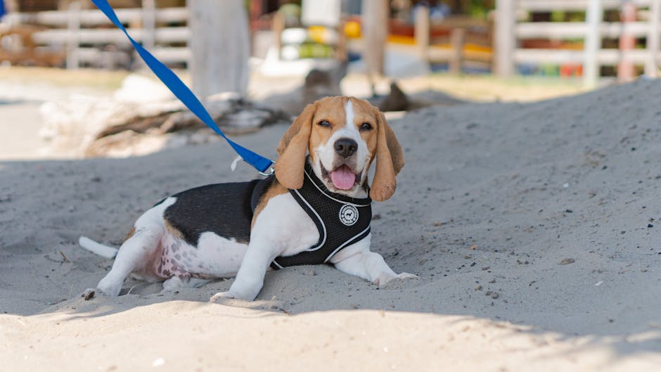 Best Dog Leash for Beagles: 2026 Guide