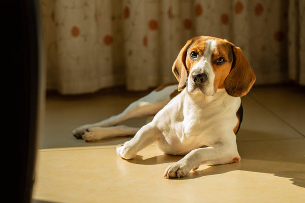 Best Dog Car Seat Cover for Beagles: 2026 Guide