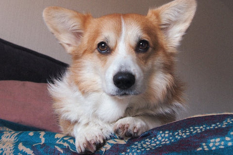 Best Pet Water Fountain for Corgis: 2026 Guide