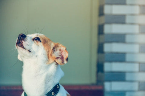 Smart Feeder or Bust? What Dogs (and You) Actually Need