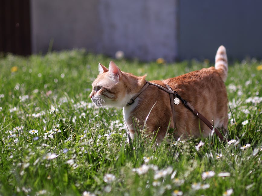 Cat Harness Training: Say Goodbye to Indoor Zoomies!