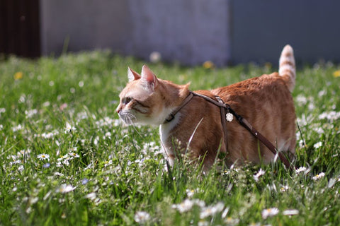 Cat Harness Training: Say Goodbye to Indoor Zoomies!