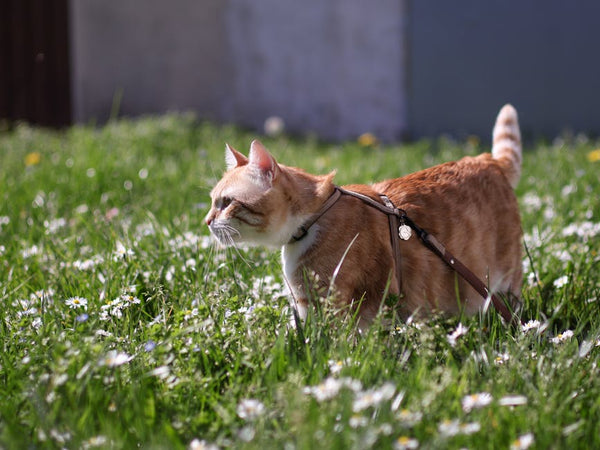 Cat Harness Training: Say Goodbye to Indoor Zoomies!