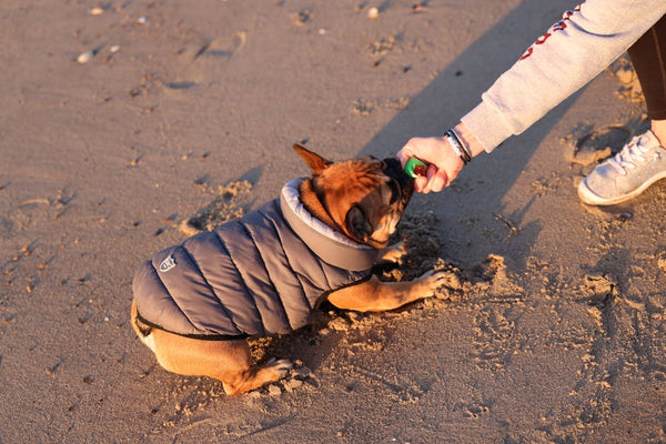 Best Interactive Dog Toys for Bulldogs: 2026 Guide