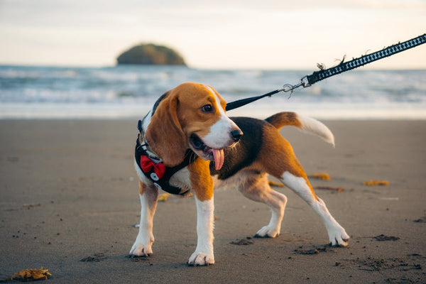Best No-Pull Dog Harness for Beagles: 2026 Guide