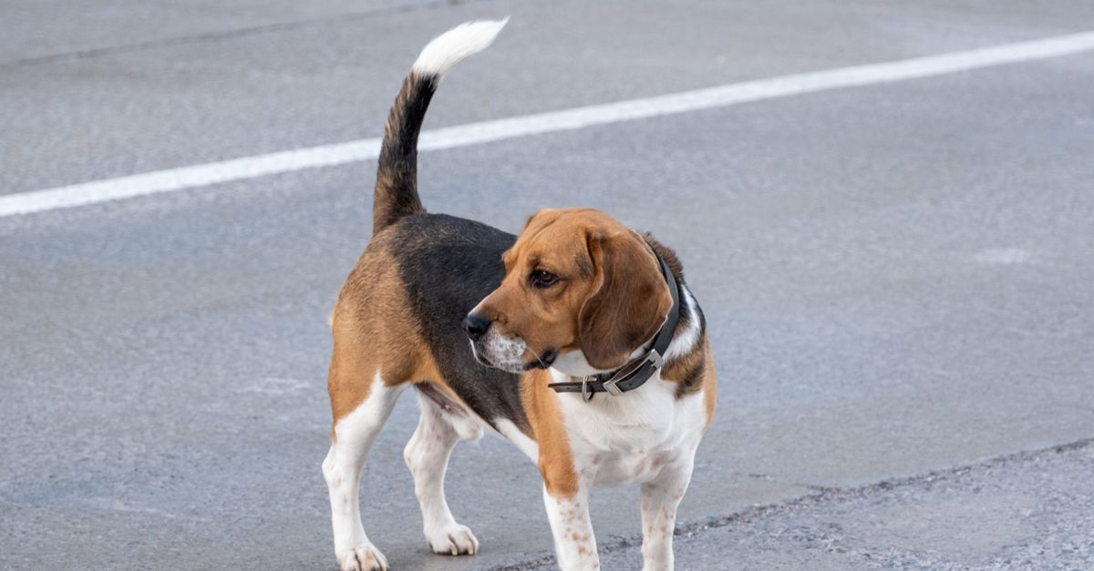 Retractable Leashes: Freedom or Fumble?