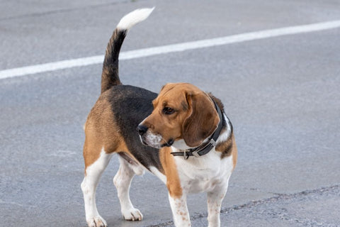 Retractable Leashes: Freedom or Fumble?