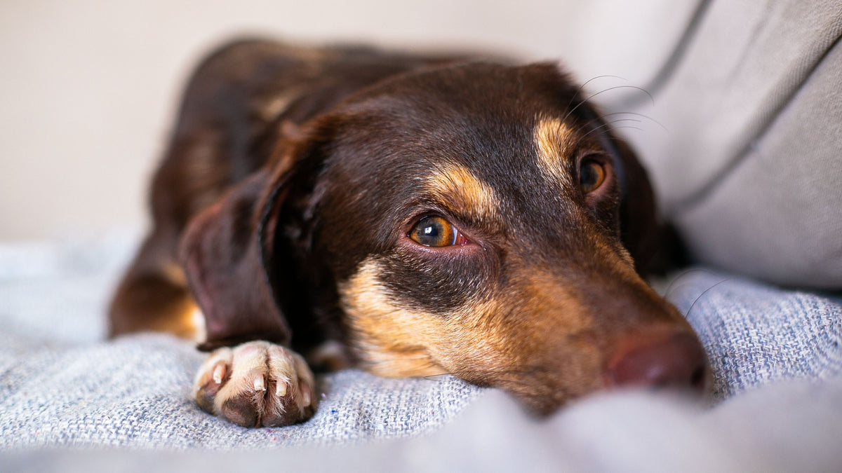 Best Dog Anxiety Vest for Dogs: 2026 Guide