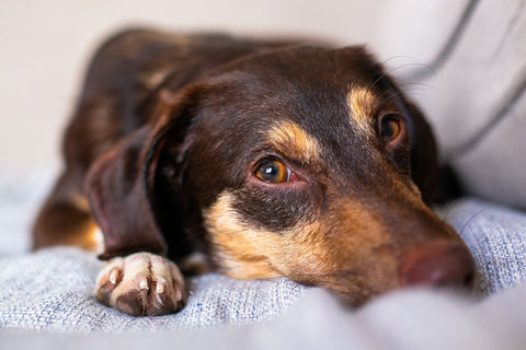 Best Dog Anxiety Vest for Dogs: 2026 Guide