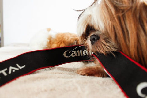 Best Dog Collar & Leash Set for Shih Tzu