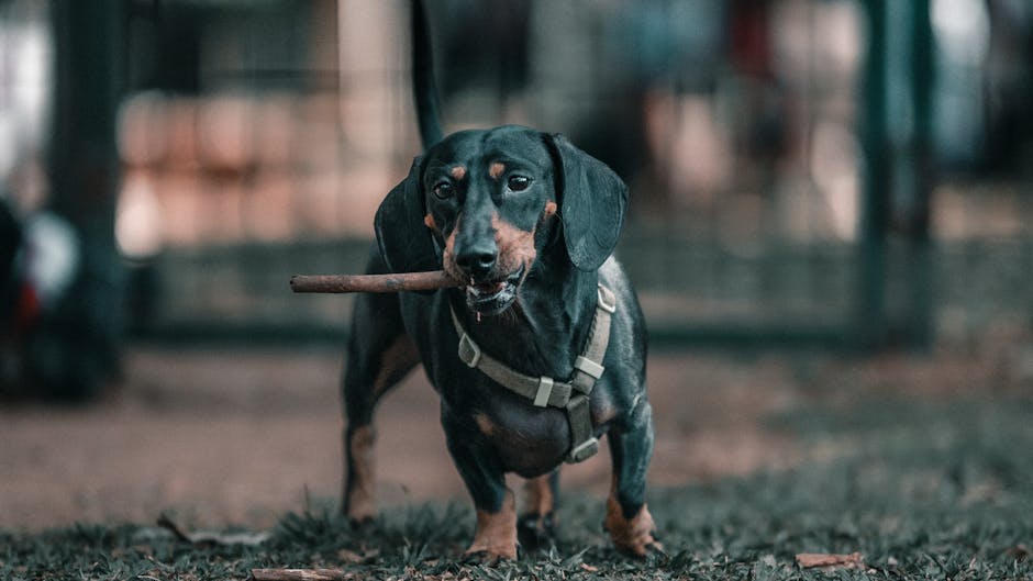 Best Portable Pet Water Bottle for Dachshunds: 2026 Guide