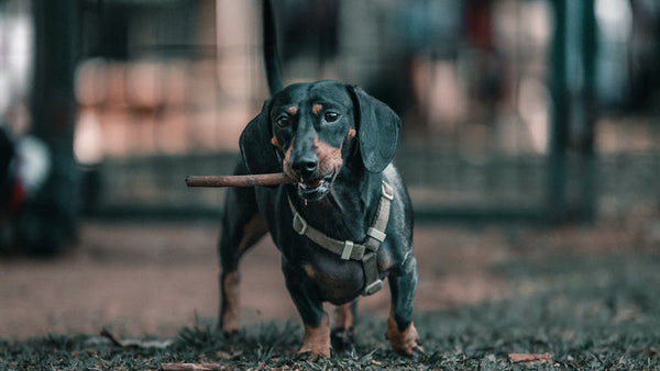 Best Portable Pet Water Bottle for Dachshunds: 2026 Guide