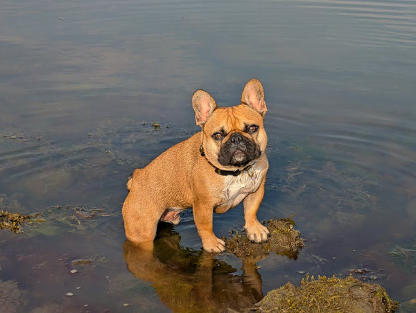 Best Pet Water Fountain for French Bulldogs: 2026 Guide