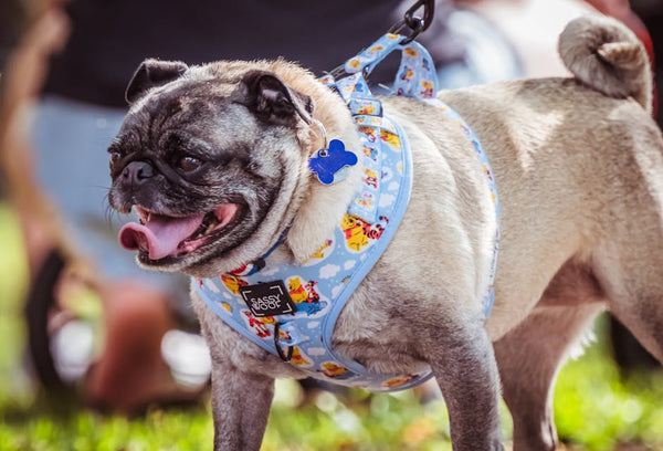 How to Fit a Dog Harness Without Chafing Your Best Friend