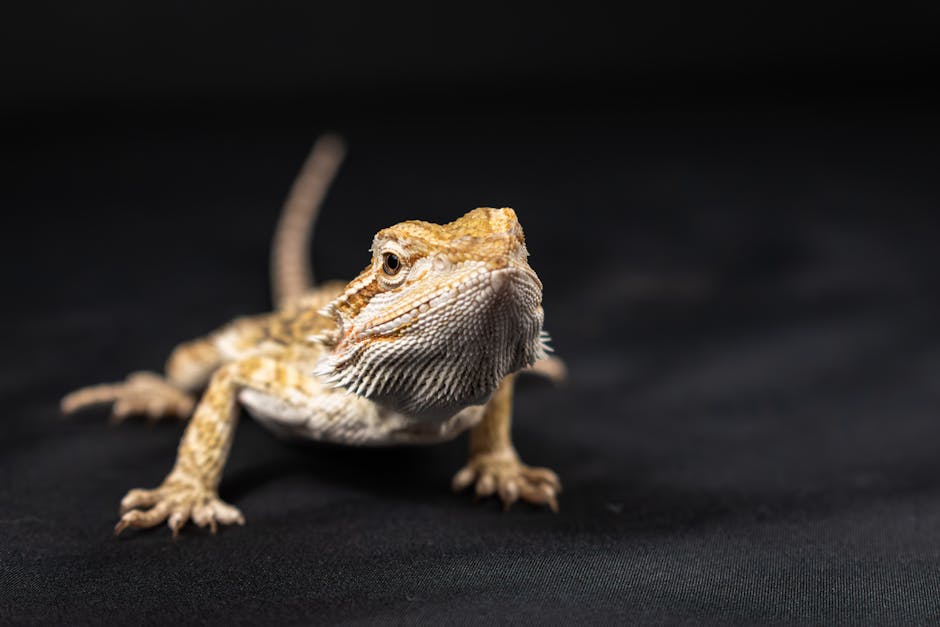 Your First Feathered Friend: A No-Stress Setup Checklist
