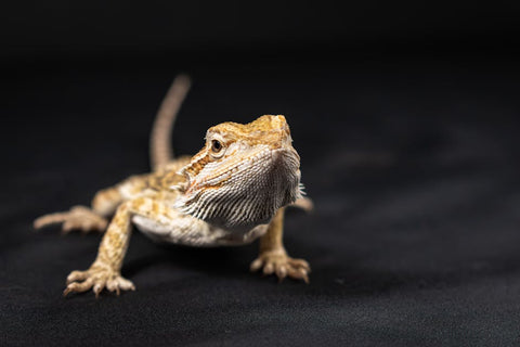 Your First Feathered Friend: A No-Stress Setup Checklist