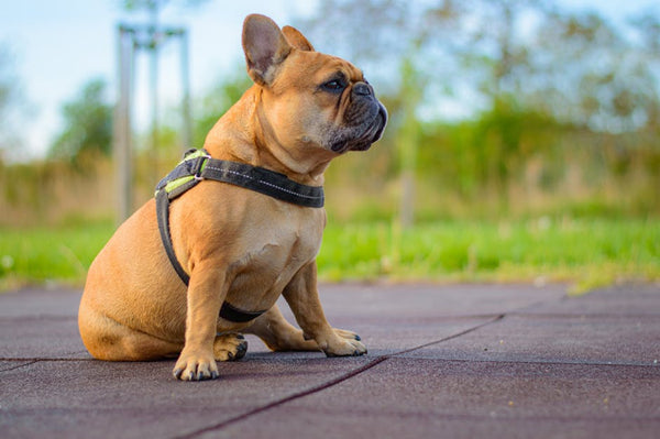 Best Dog Harness for Bulldogs: 2026 Guide