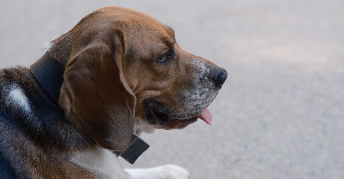 Think Your Dog Can’t Get Health Info From Litter? Think Again!