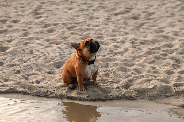 Best Dog Travel Backpack for French Bulldogs: 2026 Guide
