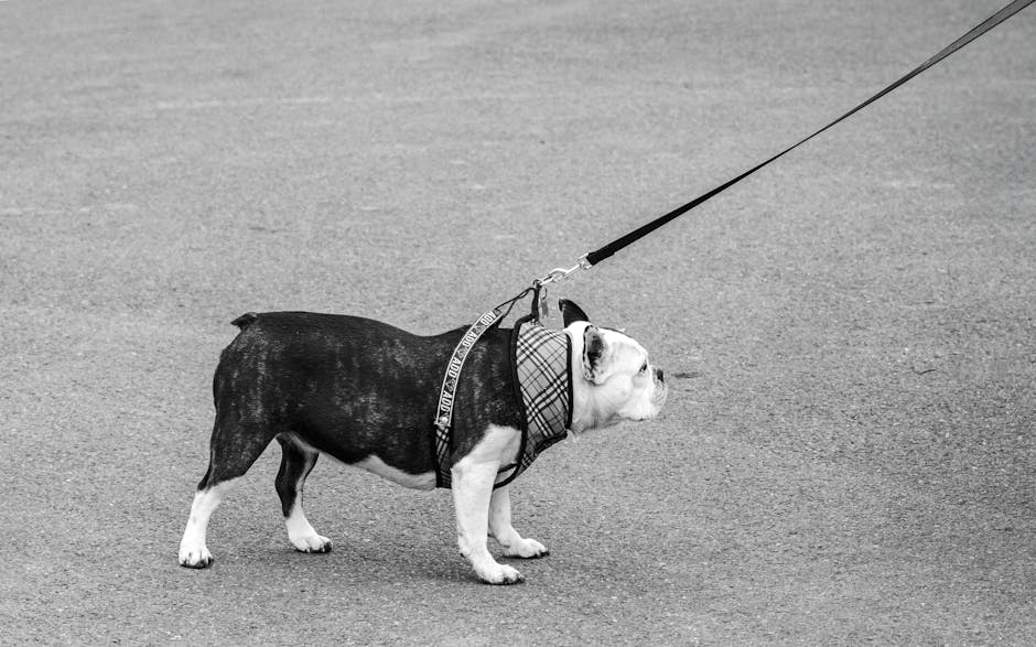 Best Dog Harness for French Bulldogs: 2026 Guide