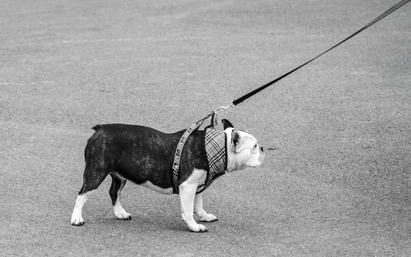 Best Dog Harness for French Bulldogs: 2026 Guide