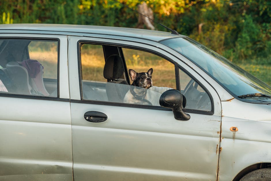 Best Dog Car Seat Cover for French Bulldogs: 2026 Guide