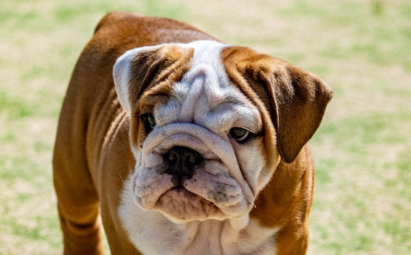 Best Dog Travel Backpack for Bulldogs: 2026 Guide
