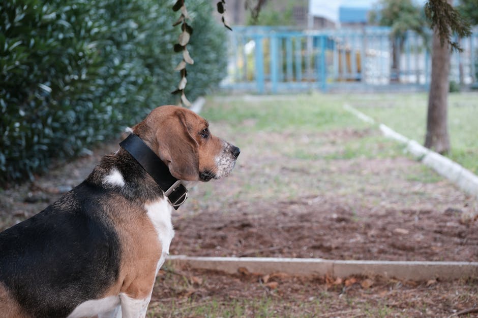 Best Pet Water Fountain for Beagles: 2026 Guide