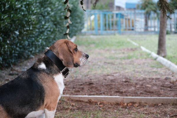 Best Pet Water Fountain for Beagles: 2026 Guide